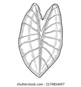 colocasia tropical leaf plant isolated doodle hand drawn sketch and outline style