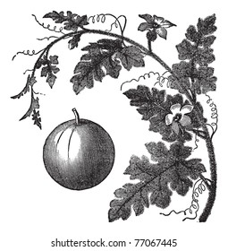 Colocynth or Bitter Apple or Bitter Cucumber or Egusi or Vine of Sodom or Citrullus colocynthis, vintage engraving. Old engraved illustration of a Colocynth showing fruit.  Trousset Encyclopedia