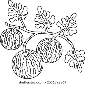Colocynth Fruit Página para Colorear Aislada para Niños 