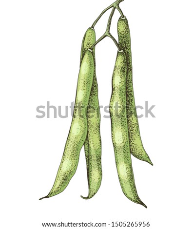 Coloful hand drawn green beans isolated on white background. Vector illustration