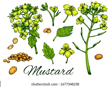 Coloful Mustard big hand drawn set. Retro botanical art. Medical herb and spice. Vintage raw dijon mustard branch, flowers, leaves and seeds. Herbal vector illustration isolated on white background