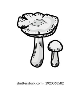 colombetta mushroom, Set of colombetta mushroom on white background. colombetta mushroom vector illustration.