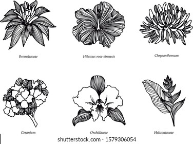 Colombian flowers line art black illustration 