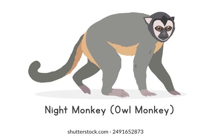 Colombian night monkey vector illustration, cartoon clipart character, animal in flat style. Wild animals, wild creatures, wildlife concept. Owl monkey vector design isolated on white background