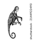 Colombian white faced capuchin or Rhesus macaque. Monkey in vintage style. Hand drawn engraved sketch in woodcut style