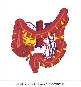 Colon color illustration on a white background