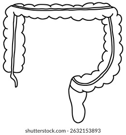 colon diagram illustration outline hand drawn