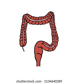 Colon doodle vector illustration. Digestive system cartoon icon isolated on white background
