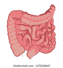  Colon, intestinal tract  system vector illustration