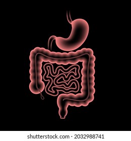 Colon and stomach anatomical poster. Small and large intestine in human body. Gastrointestinal disease, medical exam in gastroenterology. Digestive tract, medical scan of bowel 3D vector illustration.