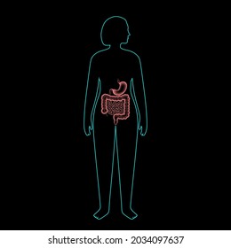 Colon and stomach anatomical poster. Small and large intestine in human body. Gastrointestinal disease, medical exam in gastroenterology. Digestive tract, medical scan of bowel 3D vector illustration.