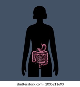 Colon and stomach anatomical poster. Small and large intestine in human body. Gastrointestinal disease, medical exam in gastroenterology. Digestive tract, medical scan of bowel 3D vector illustration.