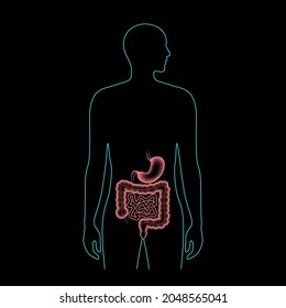 Colon and stomach anatomical poster. Small and large intestine in human body. Gastrointestinal disease, medical exam in gastroenterology. Digestive tract, medical scan of bowel 3D vector illustration.