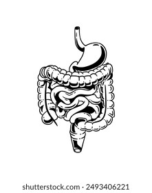 Colon and stomach anatomical poster. Small and large intestine in human body. Gastrointestinal disease, medical exam in gastroenterology. Digestive tract, medical scan of bowel vector illustration.