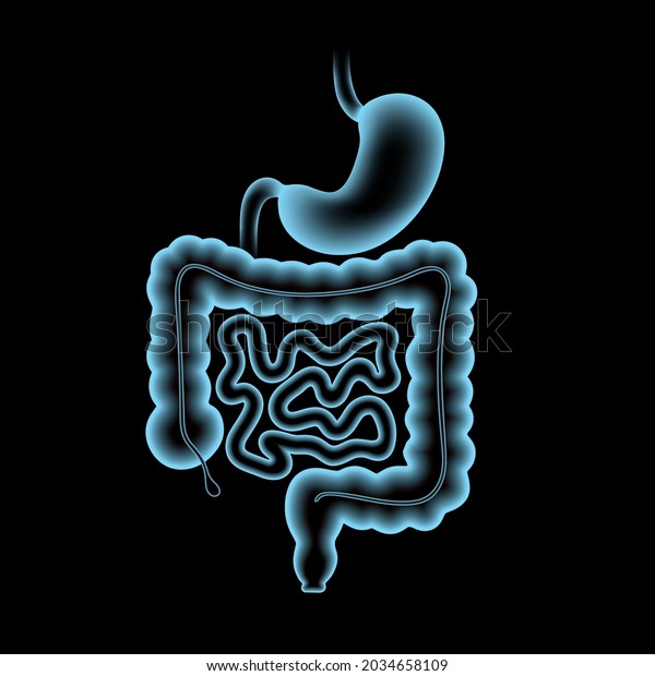 Colon and stomach anatomical poster. Small\
and large intestine in human body. Gastrointestinal disease,\
medical exam in gastroenterology. Digestive tract, medical scan of\
bowel 3D vector\
illustration.
