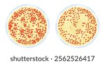 Colonies on agar gel vector illustration. Serratia marcescens on an agar plate.