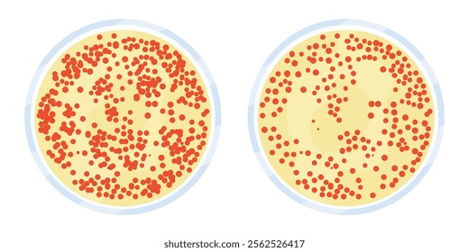 Colonies on agar gel vector illustration. Serratia marcescens on an agar plate.