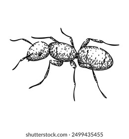 colony ant hand drawn. queen worker, soldier nest, foraging insect colony ant vector sketch. isolated black illustration