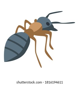Colony ant icon. Isometric of colony ant vector icon for web design isolated on white background