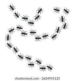 Colony of black ants is following a trail in search of food