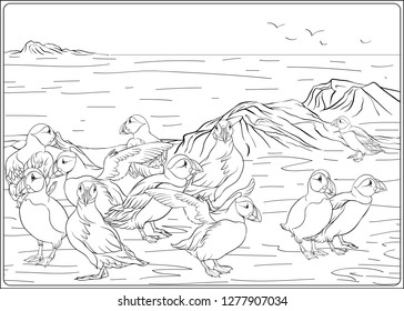 A colony of puffins on the Atctic coast. Outline hand drawing vector illustration. Coloring page for the adult coloring book.