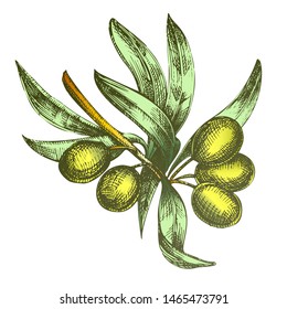 Color Agricultural Olive Tree Branch Monochrome Vector. Leaves And Olive Berries Organic Freshness Nutrition For Provence Oil Product And Pizza Greek Salad Ingredient. Illustration