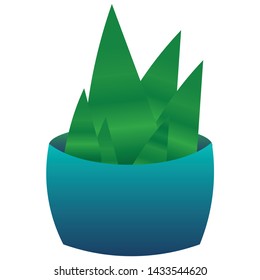 Color Aloe Vera vector illustration 