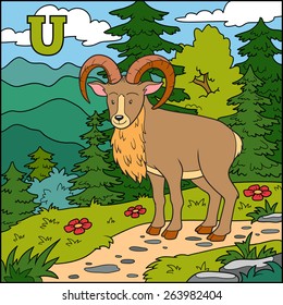 Color alphabet for children: letter U (urial)

