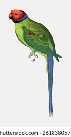 color; animal; illustration; vintage; nature; green; bird; wild animal; collage element; vintage illustration; drawing; branch; parrot; sketch; vector; yellow; plant; art; wing; downloadable; design e