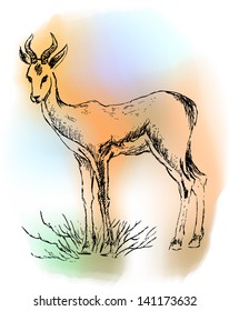 color antelope