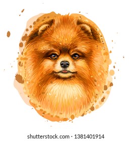 
Color, artistic portrait of a cute Pomeranian / small German spitz dog with fluffy, red fur in a picturesque style on a white background with splashes of watercolor.