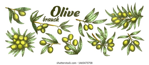 Color Assortment Different Olive Branch Set Ink Vector. Collection Natural Olive Branch With Leaves And Berries Concept. Designed Farming Agricultural Tree Template Illustrations