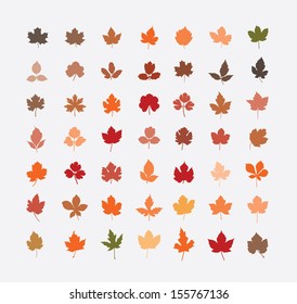 color autumn leaves 