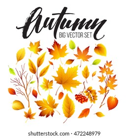 Color autumn leaves on white background. Fall leaf set. Vector illustration EPS10