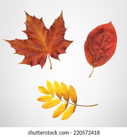 Color Autumn Leaves, Vector Illustration