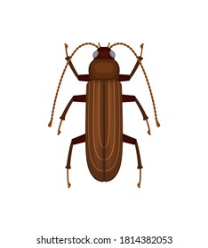 Color beetles icon, insect flat illustration