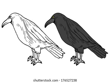 Color bird