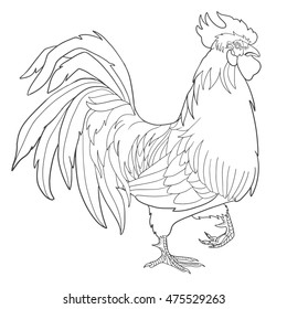 Color book page with rooster. Black ink illustration, contour drawing for coloring. Hand drawn artwork.
