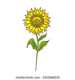 Color botanical illustration with sunflower on white background. Cartoon style. Vector. Floral sketch.  Isolated element 
for wrapping paper,gift wrap,textile,children's books,organic food.
