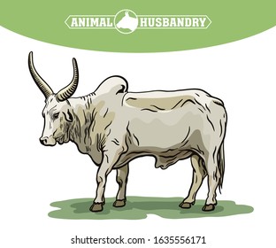 color bull drawn by hand. livestock. cattle. animal grazing