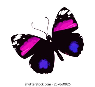 Color butterfly , isolated on white