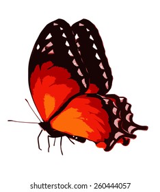 Color butterfly , isolated on white