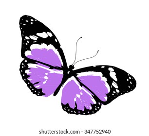 Color butterfly, isolated on white background
