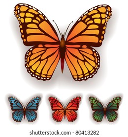 color butterfly isolated on a white background