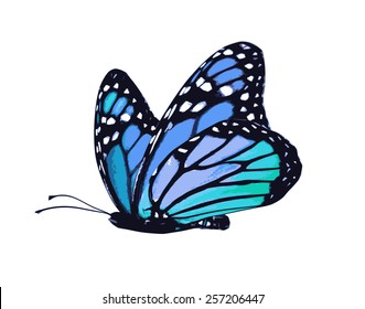 Color butterfly on white background