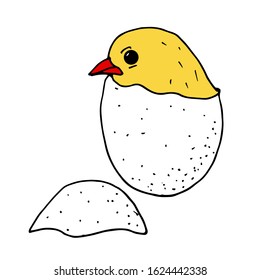 Color cartoon image of a chicken hatched from an egg on a white background. Livestock. Vector illustration for children.