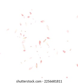 Fondo blanco del vector del tubo del cerezo de color. Afiche transparente de Rose Petal. Marco moderno Apple Petal. Patrón Petal de flor de vuelo.