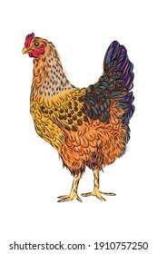 Color chicken. Hand drawn vector illustration