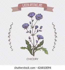 Color Cichorium intybus aka common chicory sketch. Green apothecary series. Great for traditional medicine, cooking or gardening.