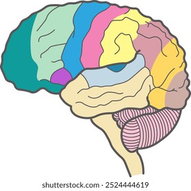 Color coded human brain illustration